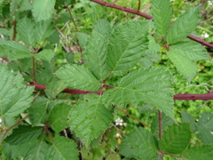 Rubus grabowskii