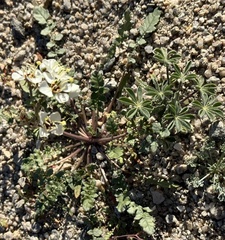 Chylismia claviformis