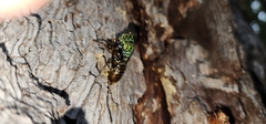 Amphipsalta zelandica