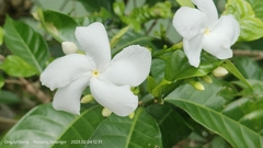 Tabernaemontana divaricata