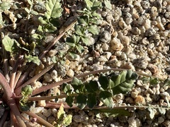 Chylismia claviformis