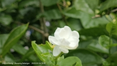 Jasminum sambac