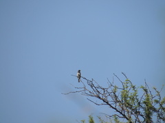 Sporophila caerulescens