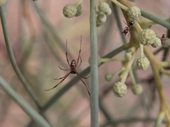 Latrodectus