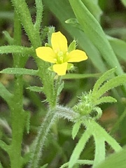 Tropidocarpum gracile