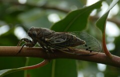 Gelidea torrida