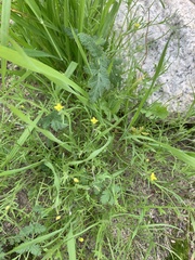 Tropidocarpum gracile