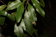 Cryptocarya glaucescens