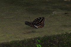 Lexias dirtea