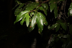 Cryptocarya glaucescens