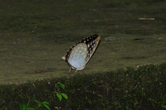 Lexias dirtea
