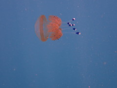 Phyllorhiza punctata