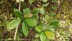 Tetracera indica