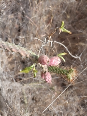 Opuntia pubescens