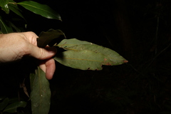 Cryptocarya glaucescens