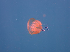 Phyllorhiza punctata