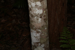 Cryptocarya glaucescens