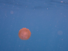 Phyllorhiza punctata