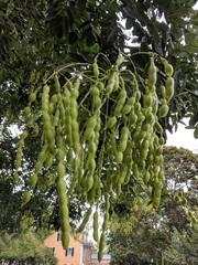 Styphnolobium japonicum