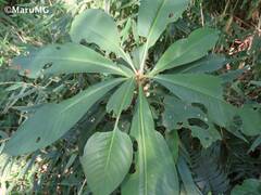 Primulaceae