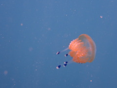 Phyllorhiza punctata