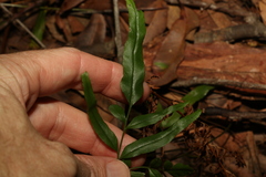 Lindsaea ensifolia