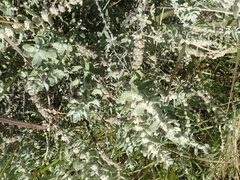 Buddleja scordioides