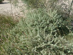 Buddleja scordioides
