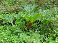 Gunnera tinctoria