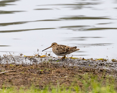 Gallinago hardwickii