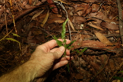 Lindsaea ensifolia