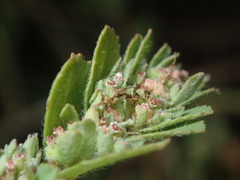 Euphorbia stictospora