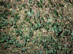 Trichomanes beaverianum