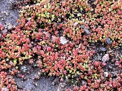 Crassula connata