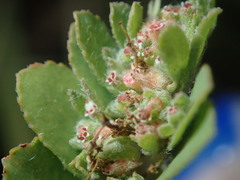 Euphorbia stictospora