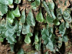 Trichomanes beaverianum