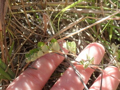 Euphorbia stictospora