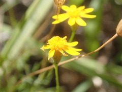 Thymophylla