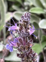 Salvia sonomensis