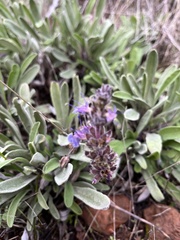 Salvia sonomensis
