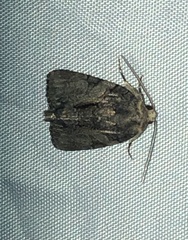 Chytonix
