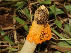 Phallus luteus