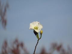 Ipomoea intrapilosa