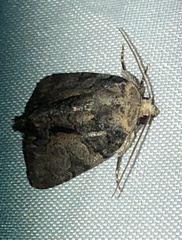 Chytonix