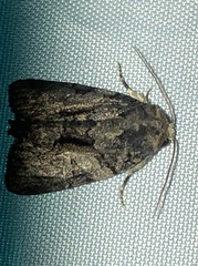 Chytonix