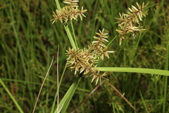 Cyperus pilosus