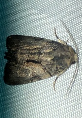 Chytonix