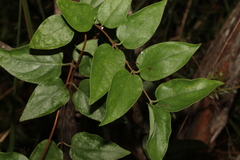 Lonicera japonica