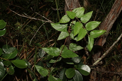 Lonicera japonica