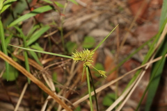 Cyperus polystachyos